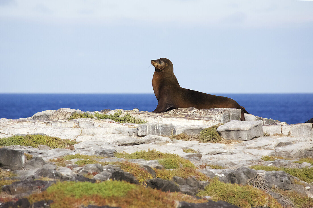 Sea Lion On Rocky Promontory Above Blue Sea Bay