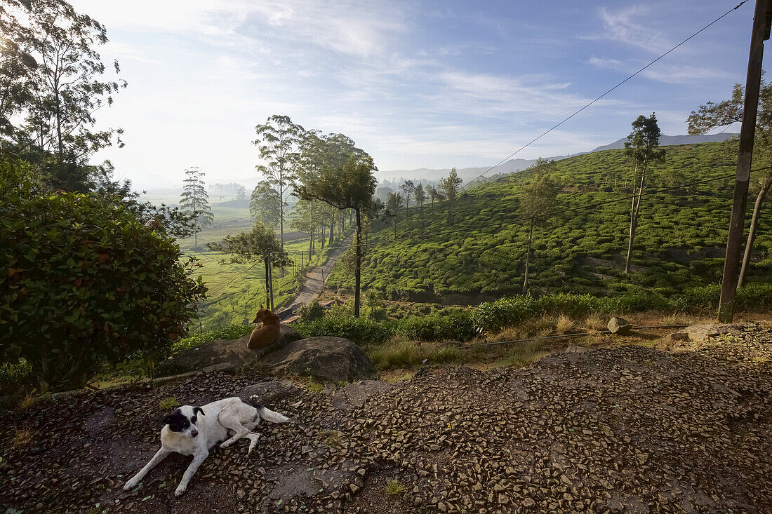 Dog At Tea Plantation In Hill Country Landscape, Central Sri Lanka