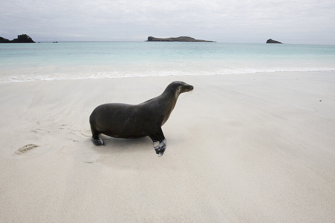 Sealions On White Sand Beach With Crystal Clear Turquoise Sea