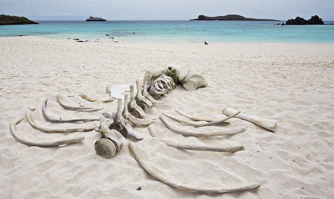 Weißer Sandstrand mit türkisfarbenem Wasser und gebleichtem Skelett eines Buckelwals