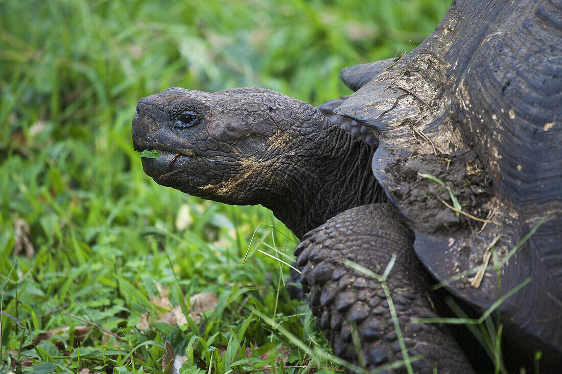 Close Up View Of A Giant Tortoise