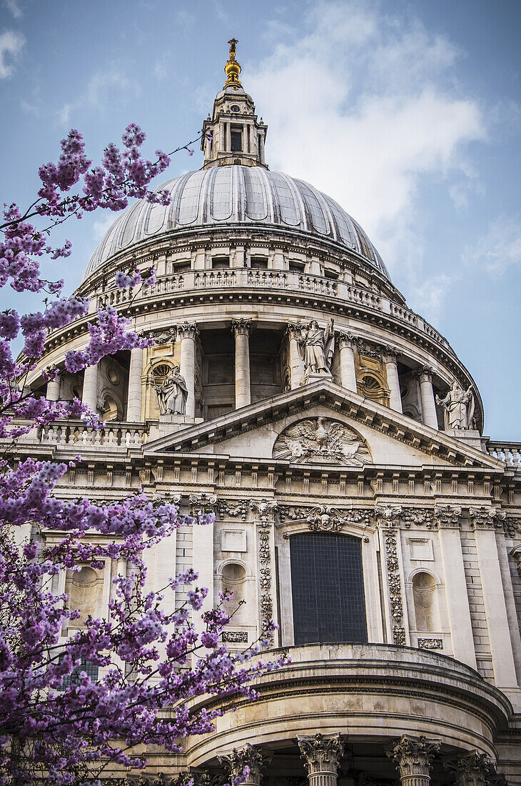 Ein Kirschblütenbaum blüht mit wunderschönen rosa Blüten vor der St. Paul's Cathedral; London, England