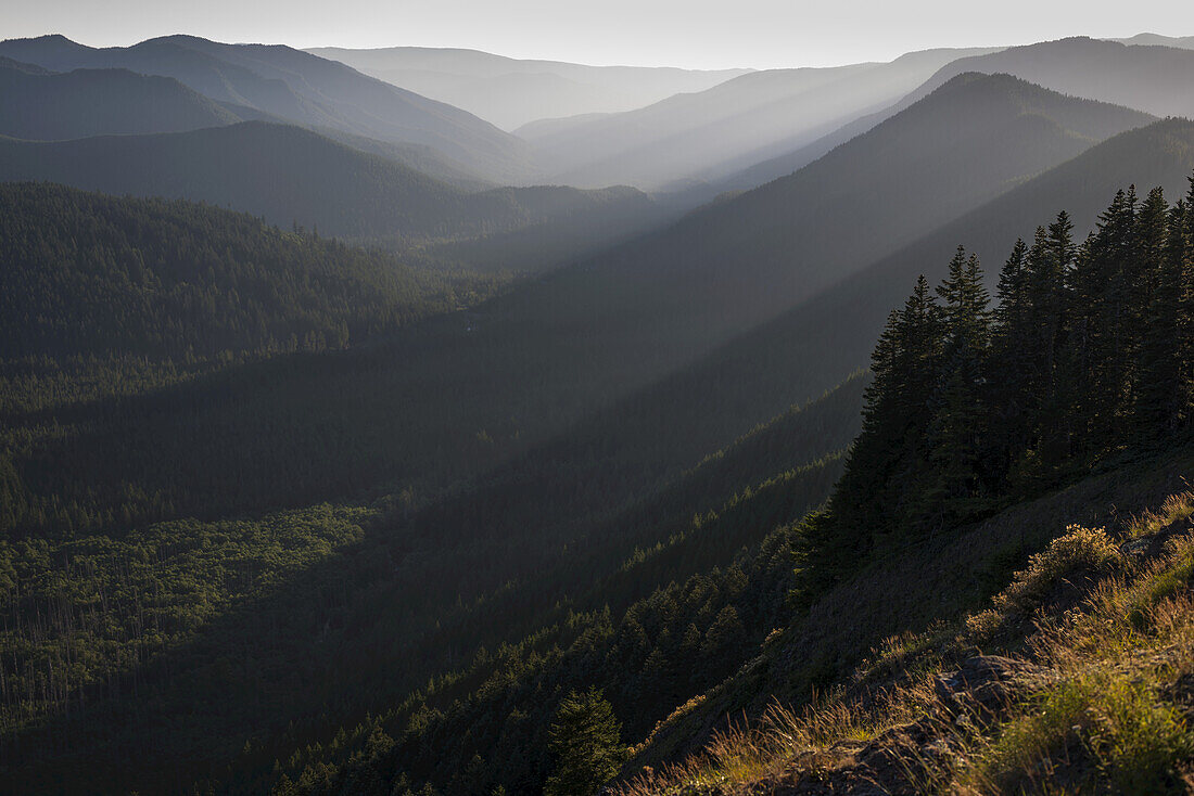 Schöne Wälder in der Mount Hood Wilderness von Oregon; Zigzag, Oregon, Vereinigte Staaten von Amerika