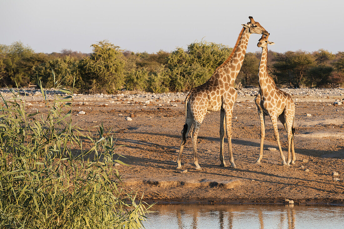 Eine namibische Giraffenfamilie (Giraffa Giraffa Angolensis), Mutter und Baby, ruhen sich in der Nähe einer Wasserstelle aus, Etosha-Nationalpark; Namibia