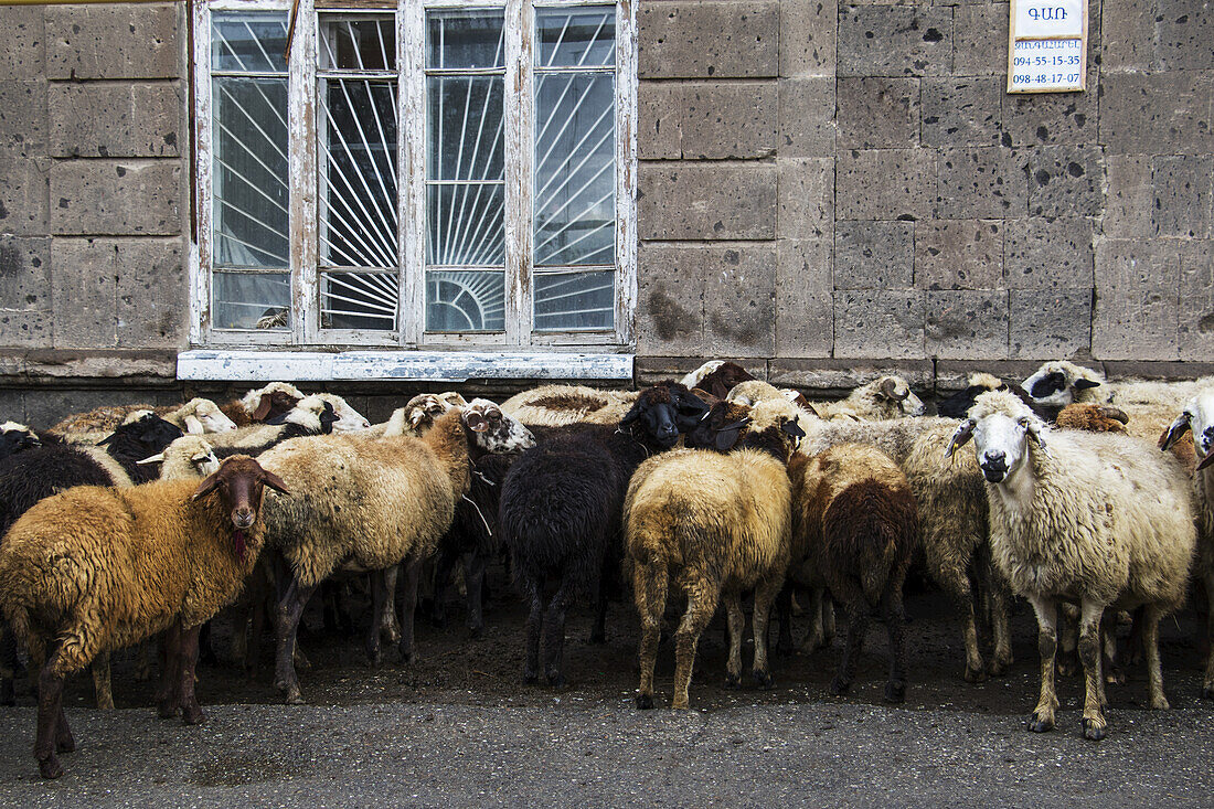 Schafherde (Ovis Aries) auf einer Straße; Gyumri, Provinz Shirak, Armenien