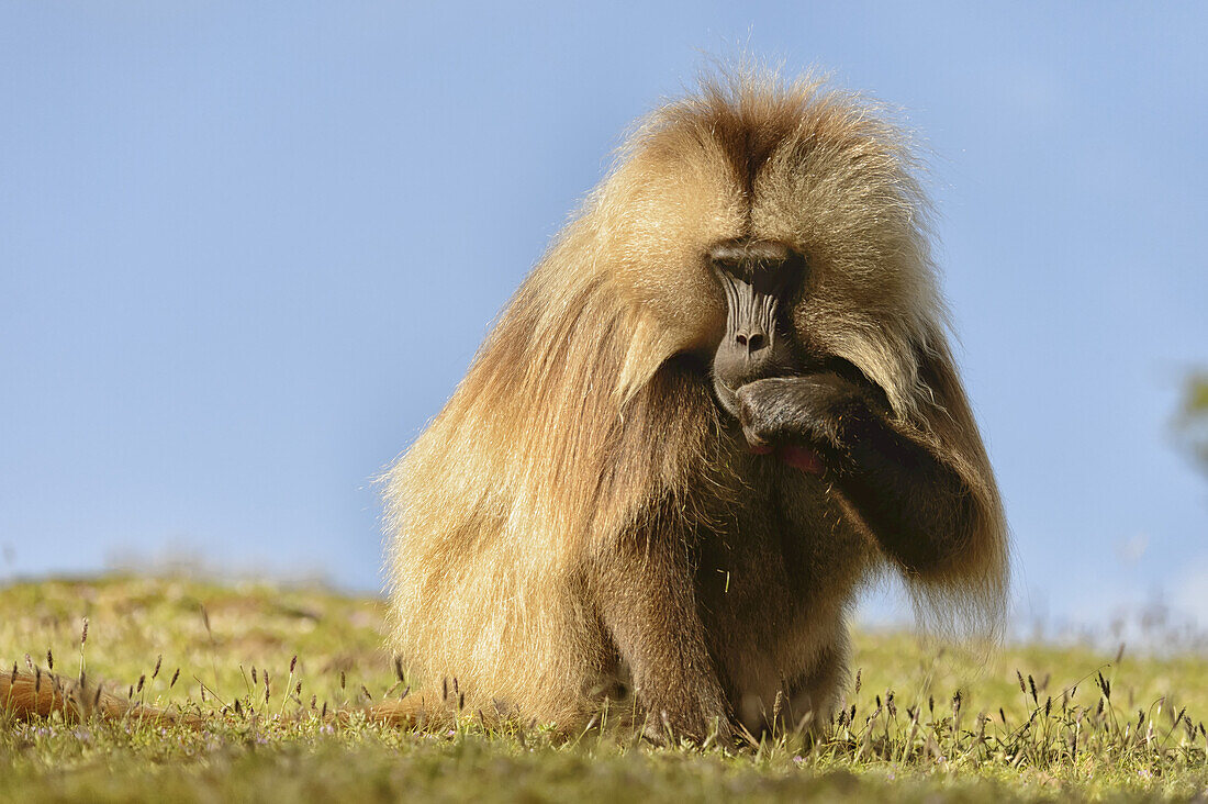 Gelada (Theropithecus Gelada), Semian Mountains; Ethiopia