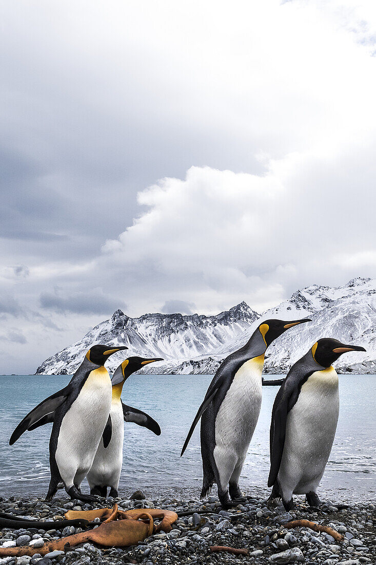 Four King Penguins (Aptenodytes Patagonicus) On A Beach Walking In A Row; South Georgia, South Georgia, South Georgia And The South Sandwich Islands, United Kingdom