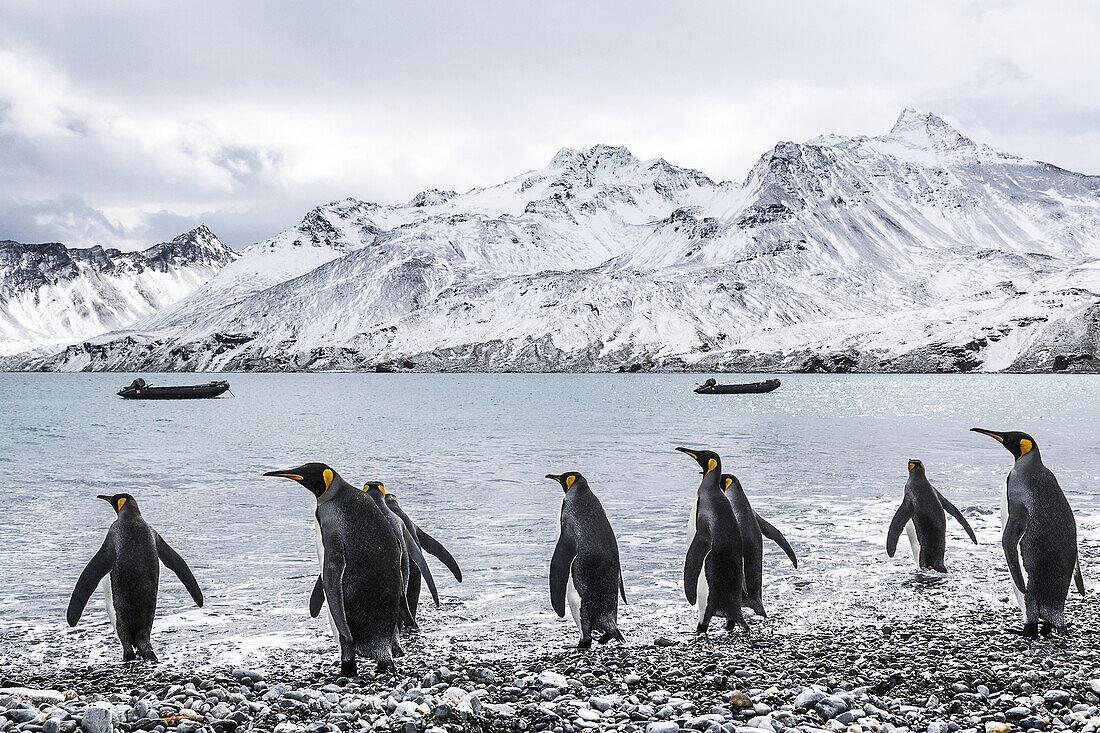 Königspinguine (Aptenodytes Patagonicus) auf dem Weg ins Wasser und im Wasser verankerte Schlauchboote entlang der Küste; Südgeorgien, Südgeorgien, Südgeorgien und die Südlichen Sandwichinseln, Vereinigtes Königreich