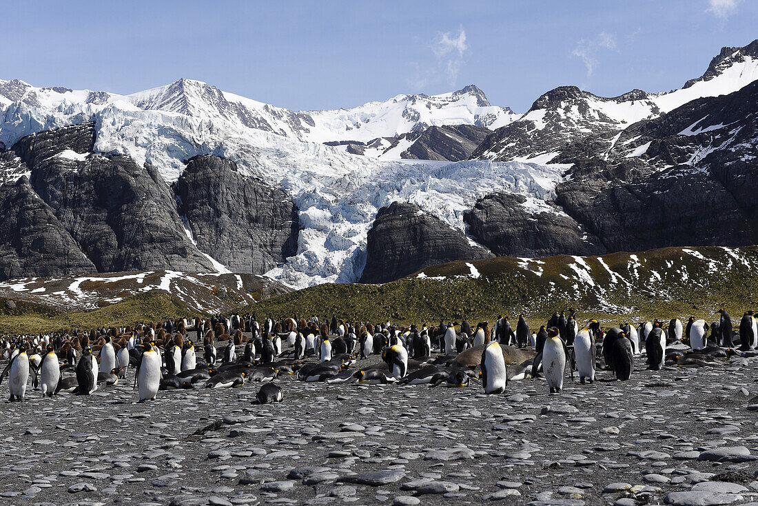 King Penguin ( Colony