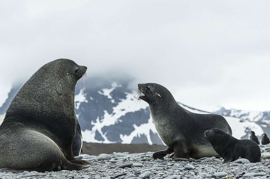 Antarctic Fur Seal Family (Arctocephalus Gazella); South Georgia, South Georgia And The South Sandwich Islands, United Kingdom