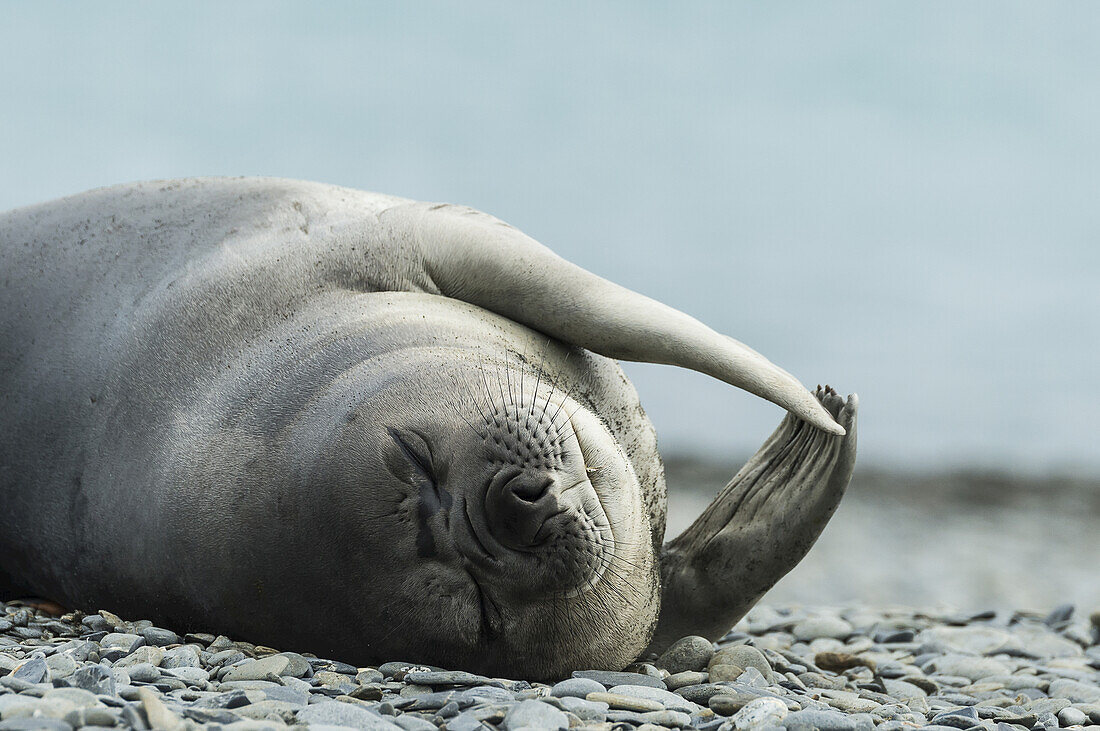 Weddell Seal (Leptonychotes Weddellii); Half Moon Island, South Shetlands, Antarctica