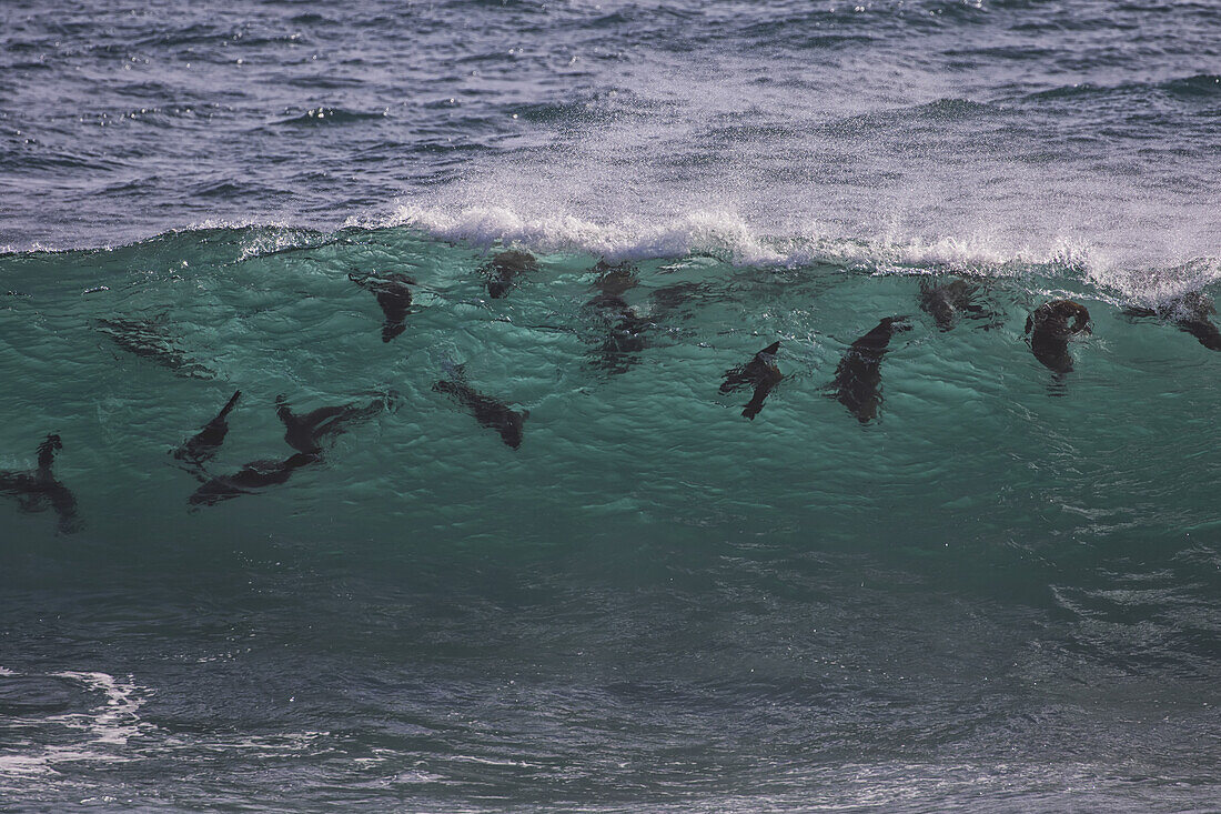 Kap-Pelzrobben (Arctocephalus Pusillus) schwimmen in der Brandung, Namaqualand National Park; Südafrika