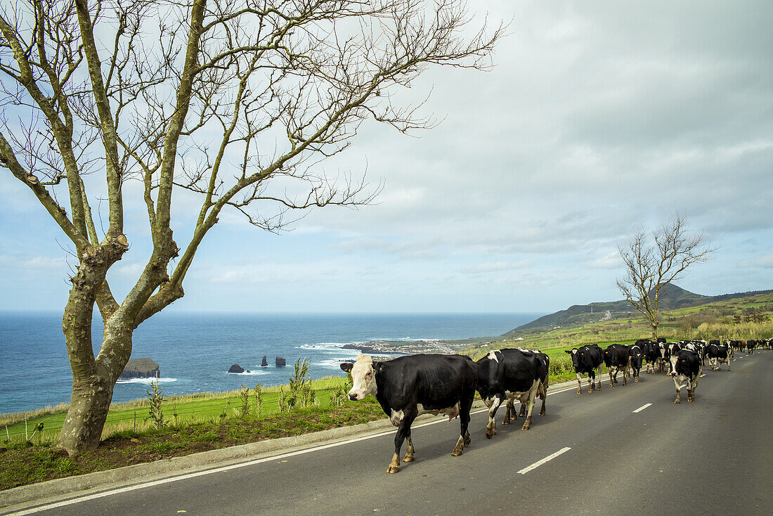 Cattle On The Road; Mosteiros, Sao Miguel, Azores, Portugal