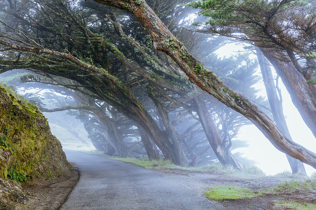 Trees In The Fog, Point Reyes; San Francisco, California, United States Of America