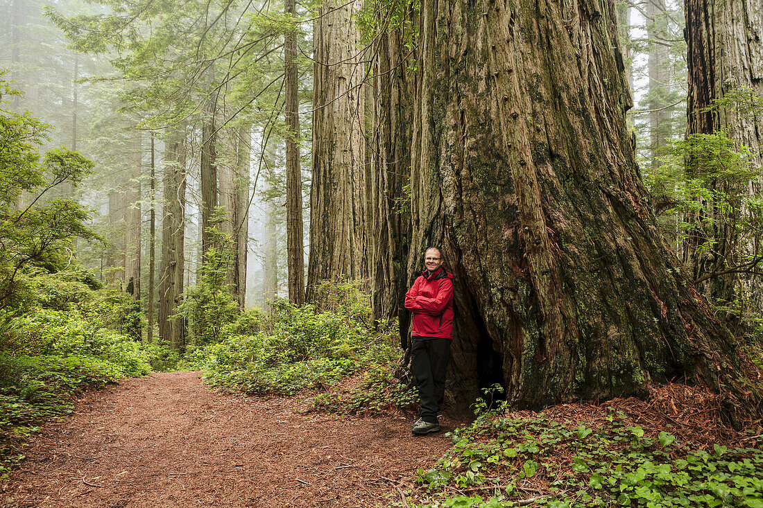 Hiker On Damnation Creek Trail In Fog, Redwood National And State Parks; California, United States Of America