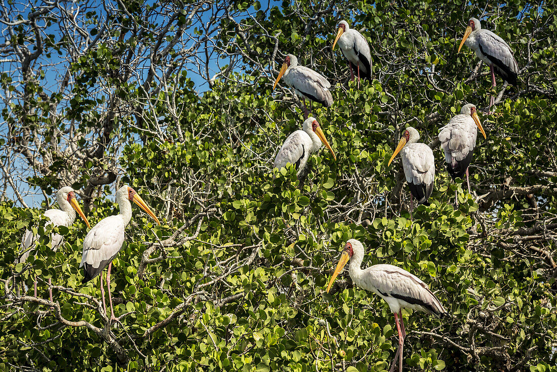 Flamingos On The Mangroves; Pemba, Cabo Delgado, Mozambique