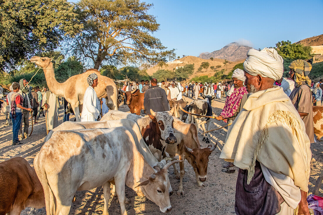Eritreischer Rinderhirte auf dem montäglichen Viehmarkt; Keren, Region Anseba, Eritrea