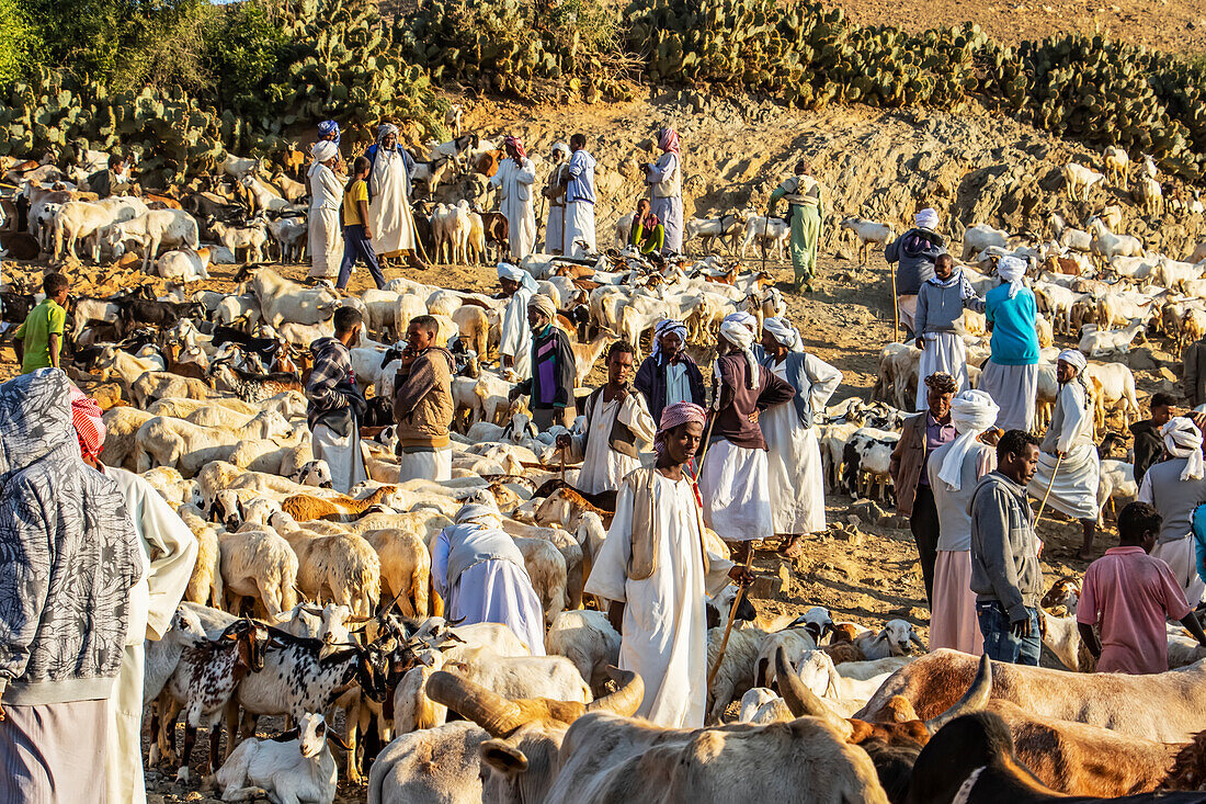 Ziegenhirten mit ihren Ziegen auf dem montäglichen Viehmarkt; Keren, Anseba-Region, Eritrea