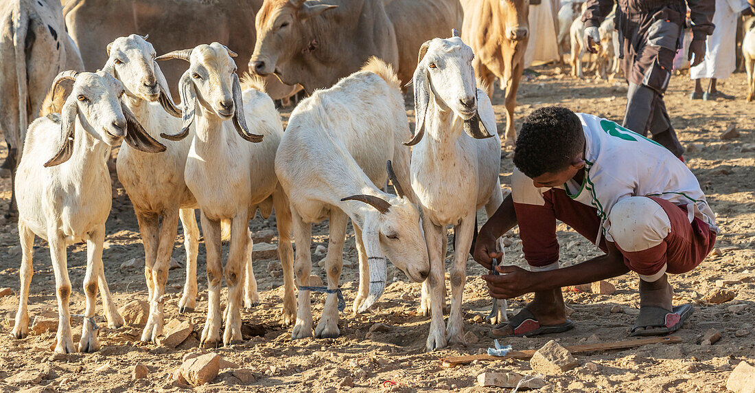 Eritreische Hirten mit Ziegen und Schafen auf dem montäglichen Viehmarkt; Keren, Anseba-Region, Eritrea