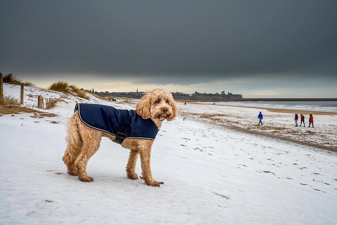 Dog wearing coat on a snowy beach along the coast; South Shields, Tyne and Wear, England