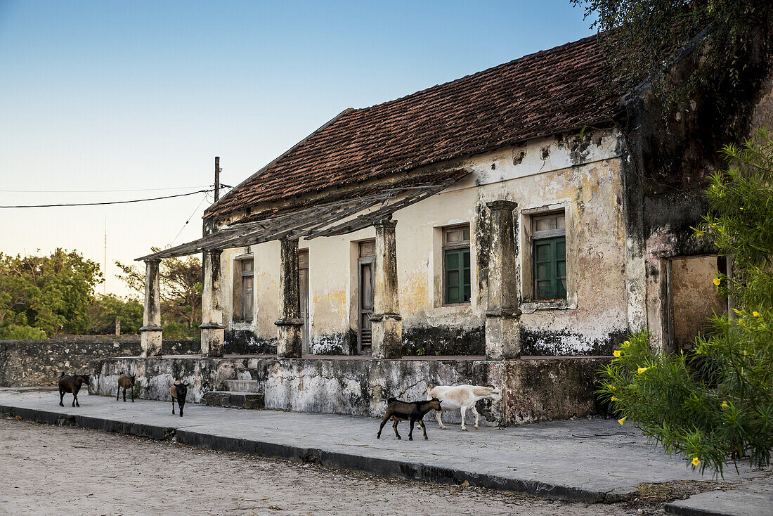 Ziegen auf der Straße auf der Insel Ibo, Quirimbas-Nationalpark; Cabo Delgado, Mosambik