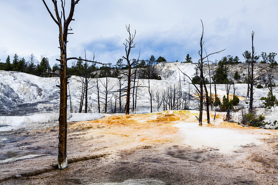 Angel Terrace, Mammoth Hot Springs Terrace, Yellowstone National Park; Wyoming, United States Of America