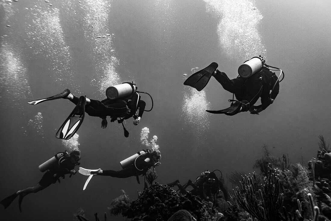 Vier Taucher beim Tauchen im Belize Barrier Reef, Three Amigos Dive Site, Turneffe Atoll; Belize
