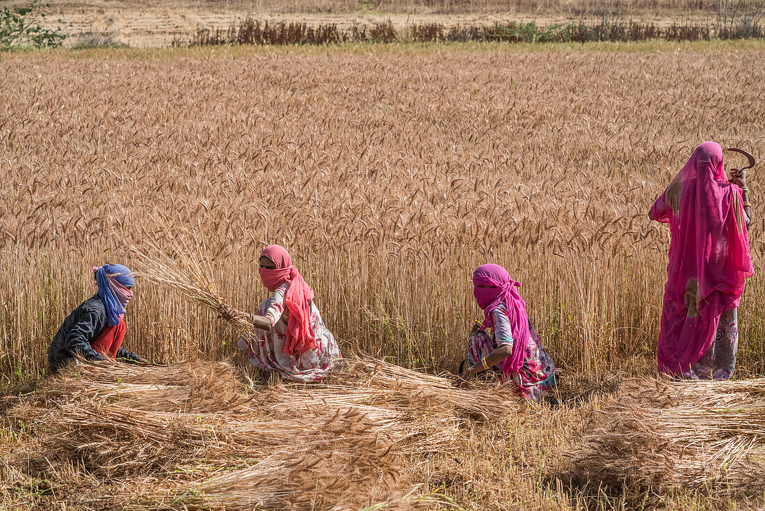 Frau erntet Weizen in der nördlichen Region von Jowai; Jowai, Meghalaya, Indien