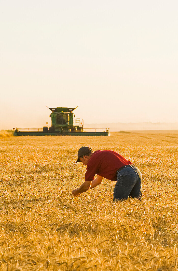 A farmer examines the crop while a combine harvester harvests winter wheat, near Niverville; Manitoba, Canada