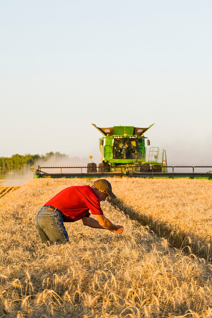 A farmer examines the crop while a combine harvester harvests winter wheat, near Niverville; Manitoba, Canada