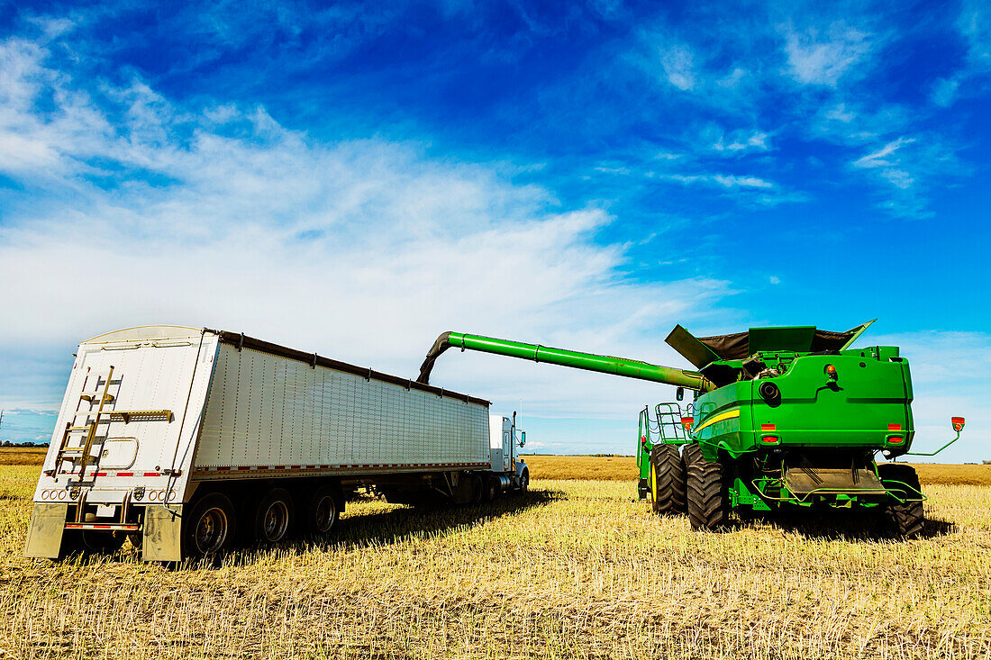 Harvesting canola and transferring the load from the combine to a grain truck using the auger; Legal, Alberta, Canada