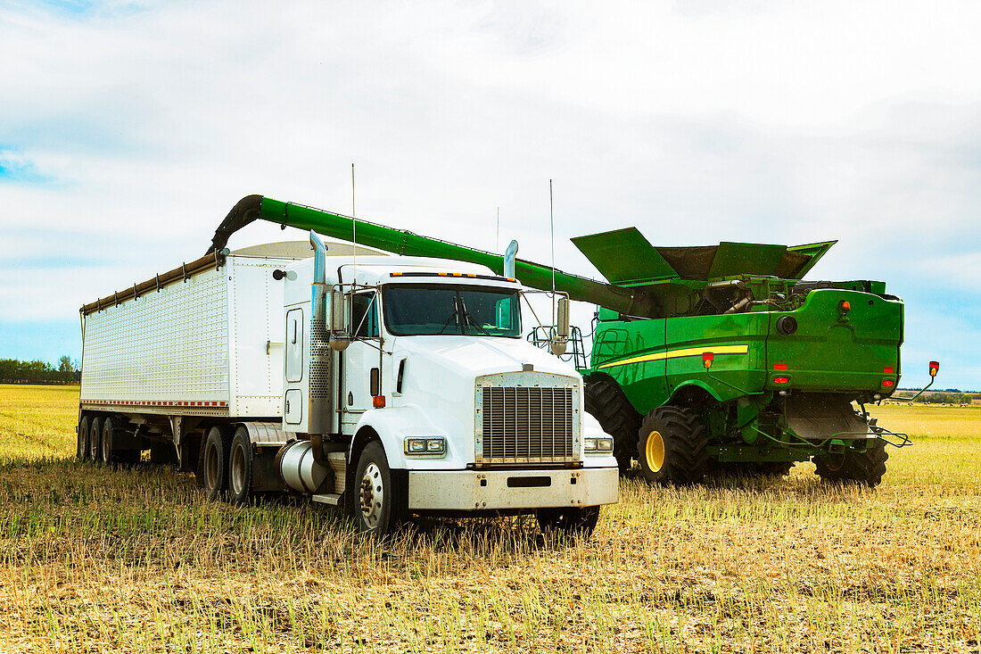 Harvesting canola and transferring the load from the combine to a grain truck using the auger; Legal, Alberta, Canada