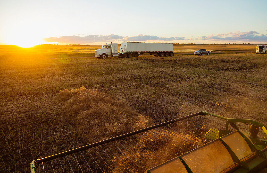 View from a combine during the canola harvest at sunset with grain trucks awaiting their loads in the background; Legal, Alberta, Canada