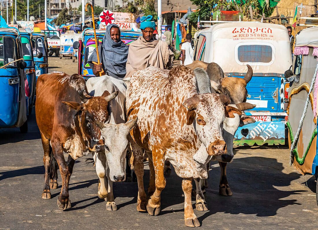 Kühe auf dem Freiluftmarkt; Bahir Dar, Amhara-Region, Äthiopien