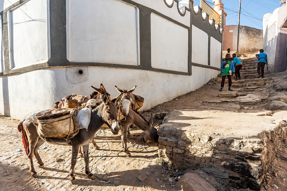 Donkeys on a street in Harar Jugol, the Fortified Historic Town; Harar, Harari Region, Ethiopia