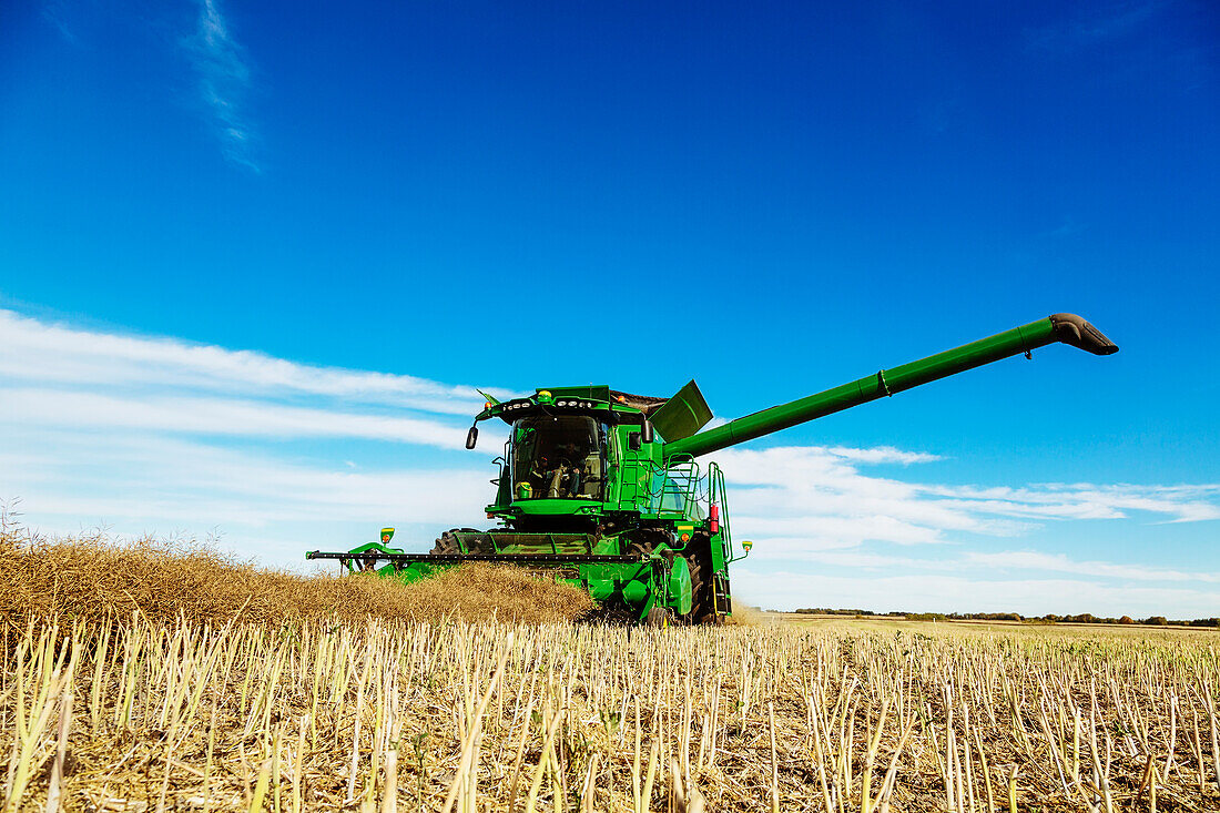 A farmer driving a combine with a full load ready to transfer with the auger arm extended during a Canola harvest; Legal, Alberta, Canada