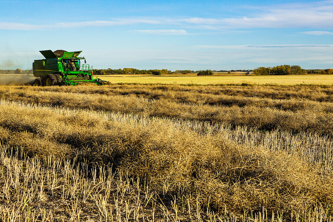 A farmer driving a combine with a nearly full load during a Canola harvest; Legal, Alberta, Canada