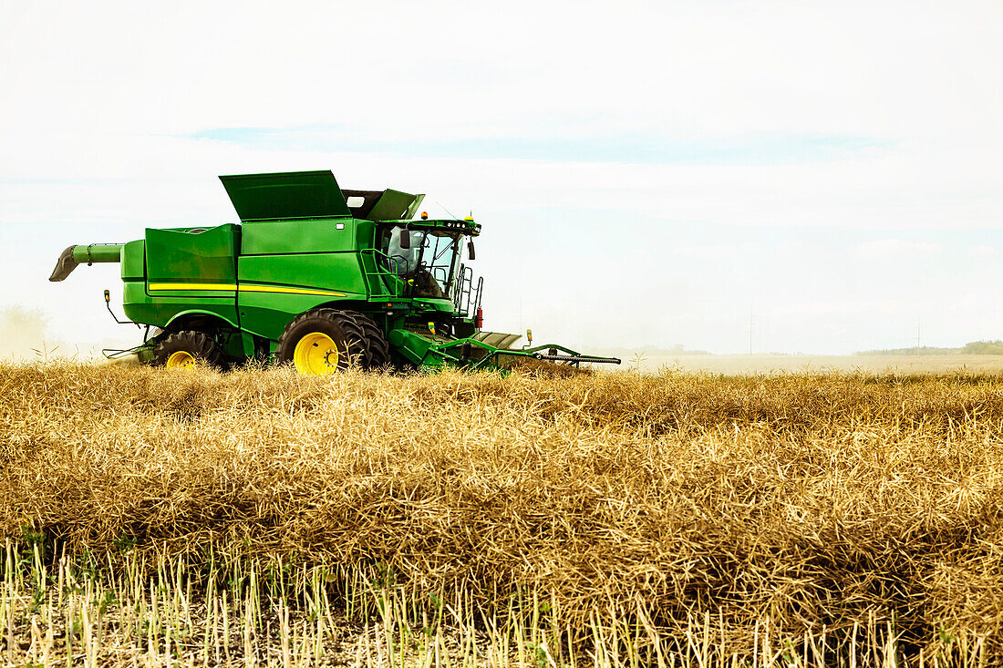 Side view of a farmer driving a combine during a canola harvest; Legal, Alberta, Canada