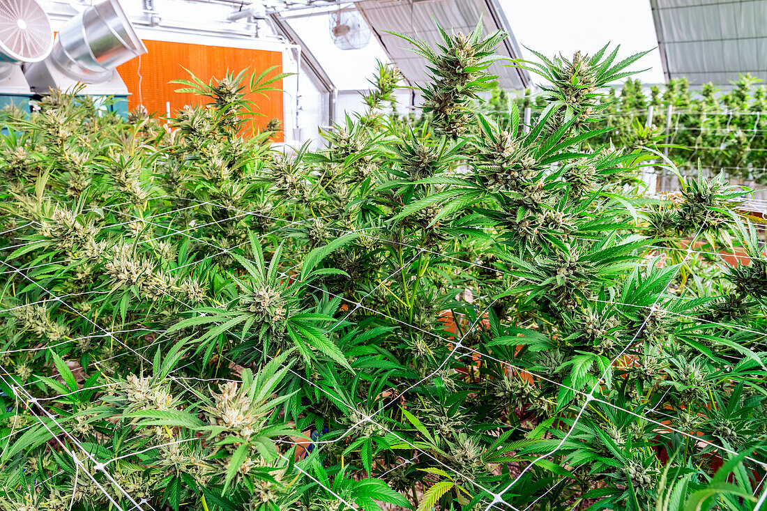 Cannabispflanzen im Blühstadium, die in einem Gewächshaus unter künstlicher Beleuchtung wachsen; Cave Junction, Oregon, Vereinigte Staaten von Amerika