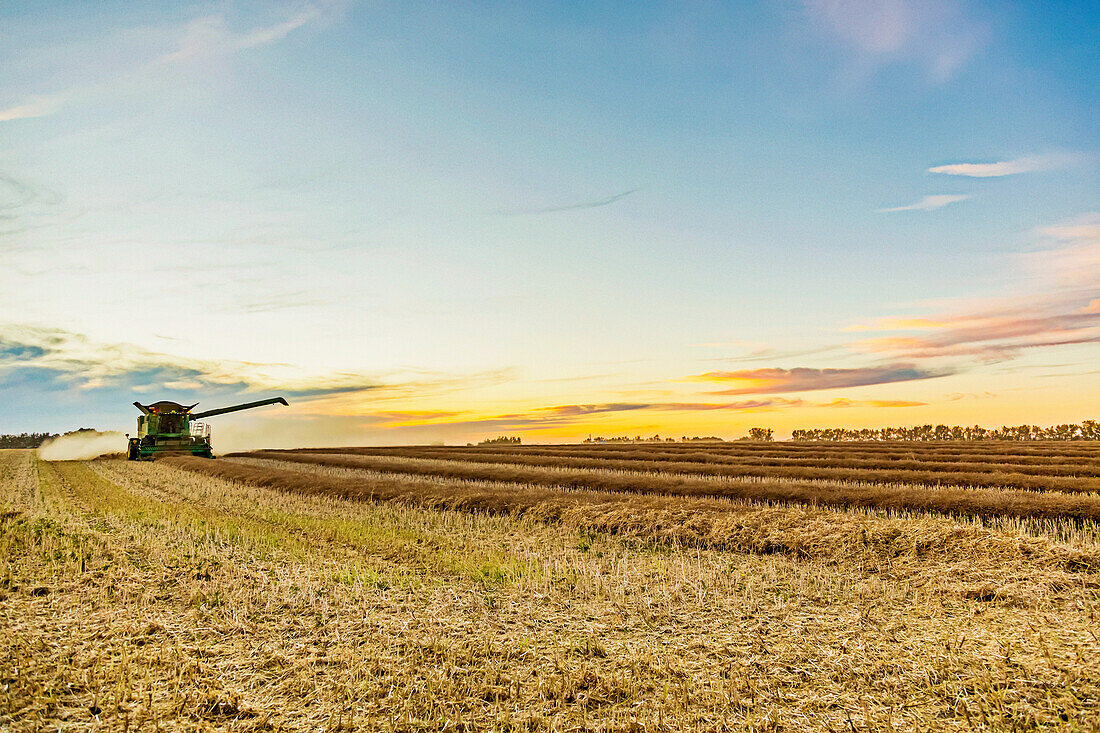 Harvesting a canola crop with a combine on a swathed crop at sunset; Legal, Alberta, Canada