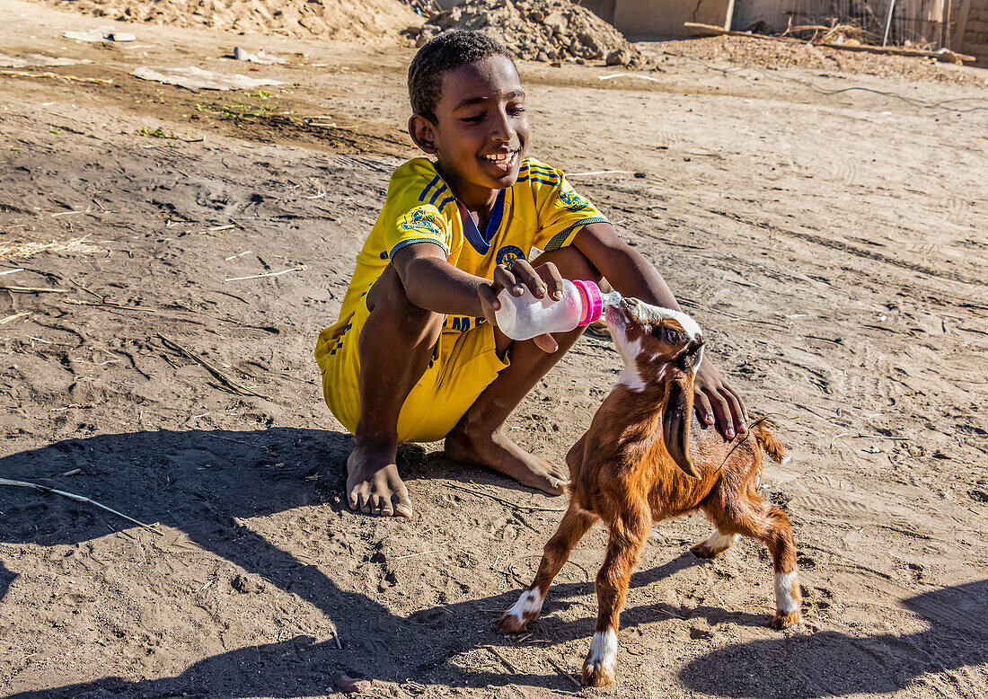 Nubischer Junge, der eine junge Ziege (Capra aegagrus hircus) mit der Flasche füttert; Tombos, Northern State, Sudan