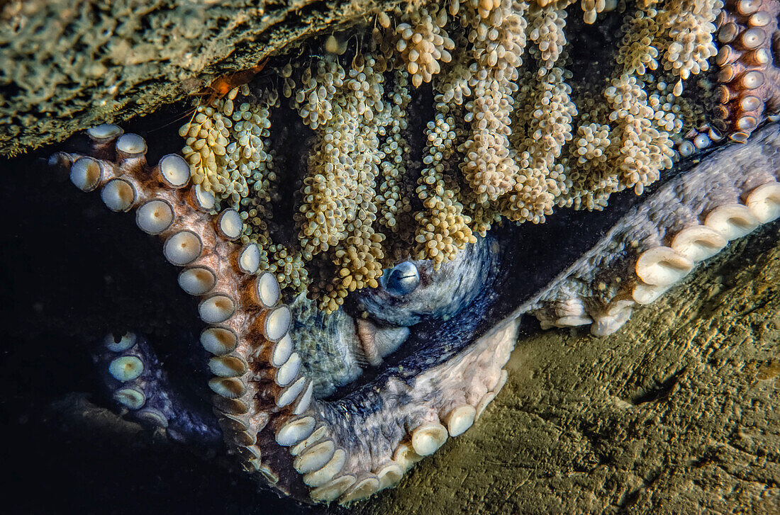This female Giant Pacific octopus (Enteroctopus dolfleini), or North Pacific giant octopus, is nearing the end of her life. The eggs she has been tending to are almost ready to hatch; British Columbia, Canada