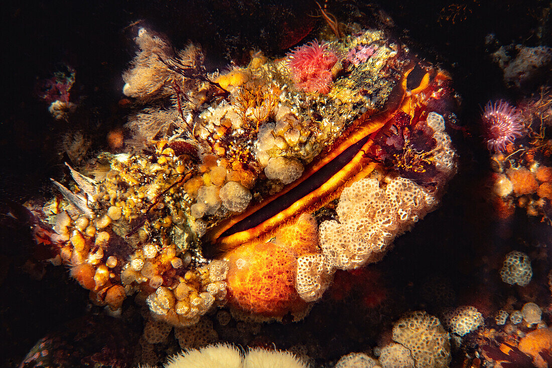 Die Riesen-Felsenmuschel (Crassadoma gigantea) kann bis zu 12 Zoll groß werden; British Columbia, Kanada