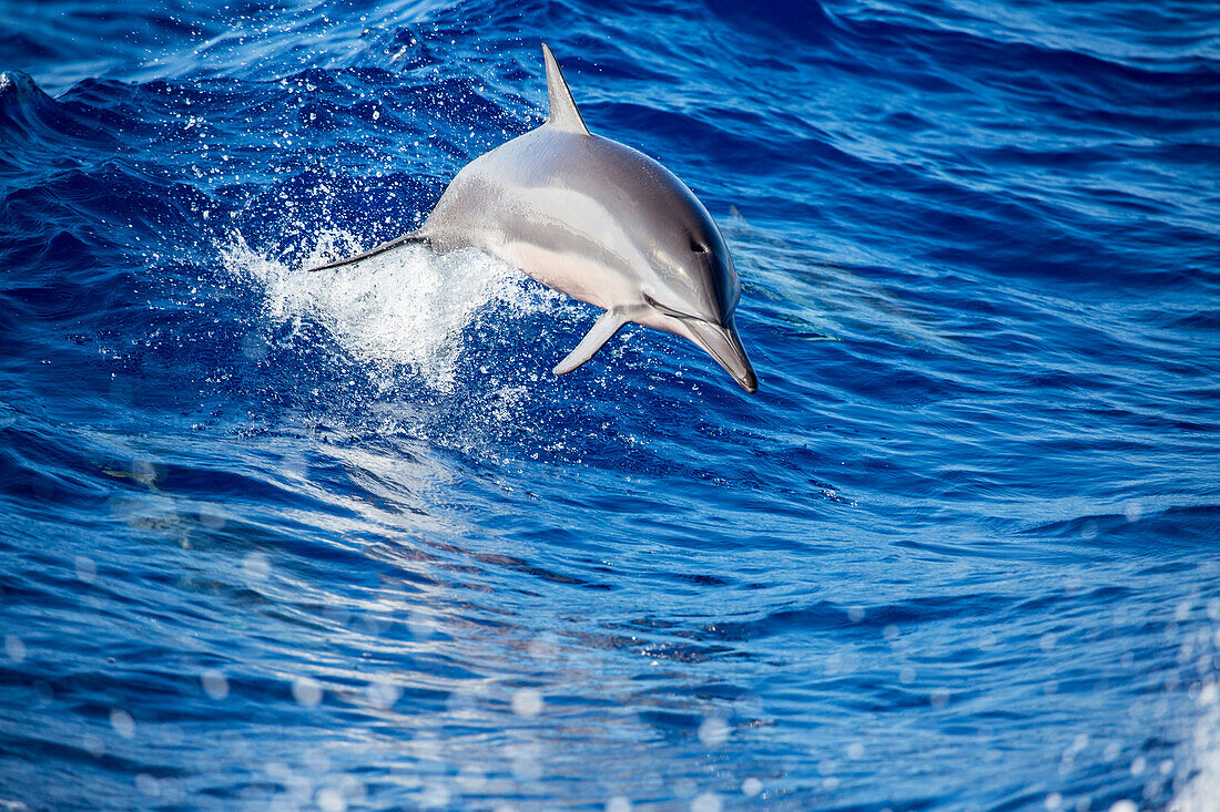 A spinner dolphin (Stenella longirostris) jumping out of the Pacific Ocean off the island of Lanai; Lanai, Hawaii, United States of America