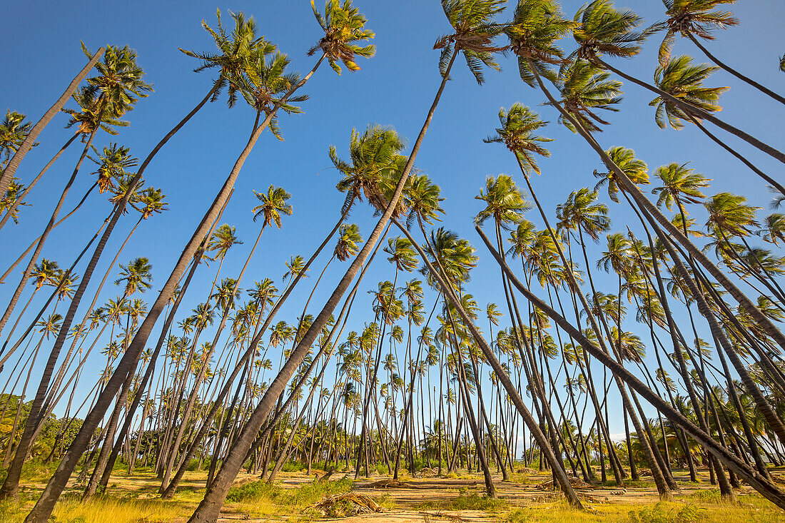 Der Kapuaiwa Coconut Beach Park ist ein alter hawaiianischer Kokosnusshain, der in den 1860er Jahren während der Herrschaft von König Kamehameha V. gepflanzt wurde. Mit seinen Hunderten von Kokospalmen ist er eines der bekanntesten natürlichen Wahrzeichen der Insel; Kaunakakai, Molokai, Hawaii, Vereinigte Staaten von Amerika