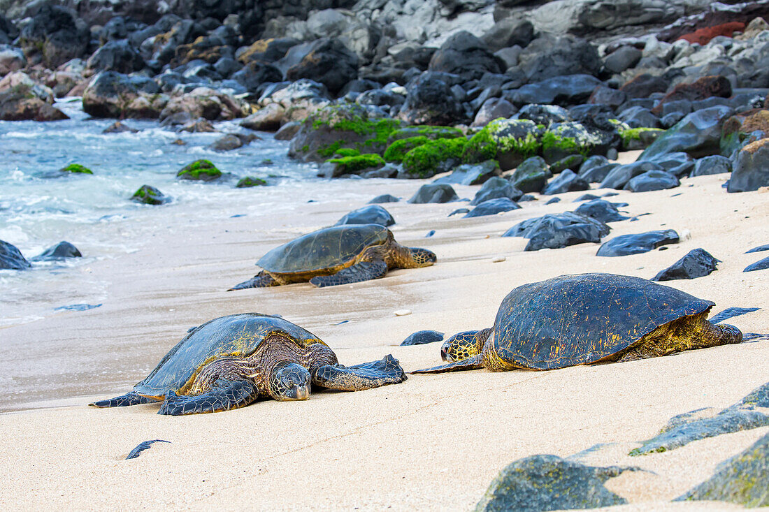 Diese grünen Meeresschildkröten (Chelonia mydas), eine vom Aussterben bedrohte Art, sind am Ho'okipa Beach auf Maui, Hawaii, aus dem Wasser aufgetaucht. Auf den ersten Blick ähneln sie den Boldern im Hintergrund; Maui, Hawaii, Vereinigte Staaten von Amerika