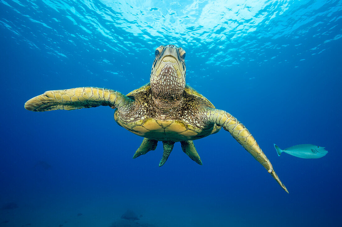 This is one of many green sea turtles (Chelonia mydas), an endangered species, gather at a cleaning station off West Maui; Maui, Hawaii, United States of America