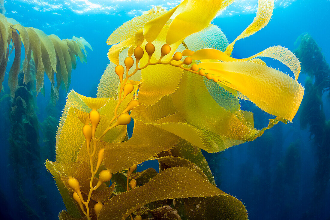 Sonnenlicht durch einen Wald aus Riesentang (Macrocystis pyrifera) vor Santa Barbara Island; Santa Barbara Island, Kalifornien, Vereinigte Staaten von Amerika