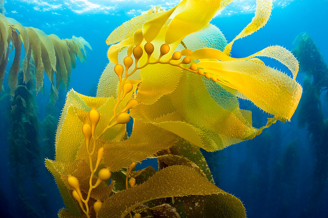 Sunlight through a forest of giant kelp (Macrocystis pyrifera) off Santa Barbara Island; Santa Barbara Island, California, United States of America