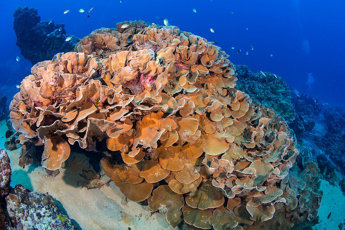 This delicate lettuce coral colony (Pachyseris speciosa) is located in Goofnuw Channel off the island of Yap; Yap, Federated States of Micronesia